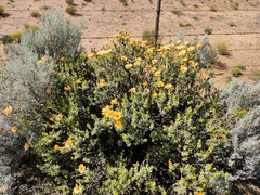 Dimorphotheca