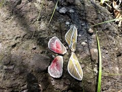 Syssphinx albolineata