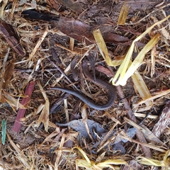 Lampropholis delicata