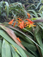 Crocosmia