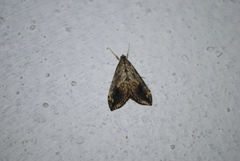 Evergestis rimosalis