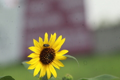 Acmaeodera disjuncta