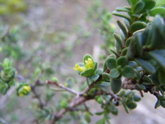 Pimelea serpyllifolia