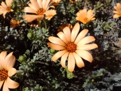 Dimorphotheca
