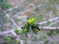 Pimelea serpyllifolia