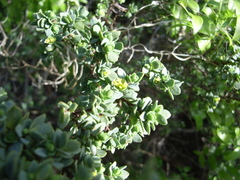 Pimelea serpyllifolia