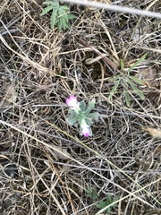 Ajuga iva iva