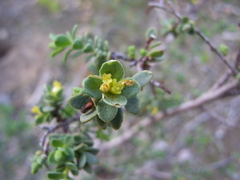 Pimelea serpyllifolia