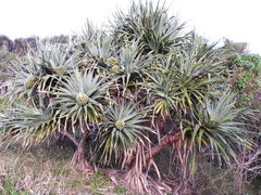 Pandanus