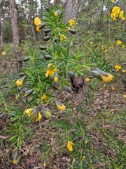 Gompholobium latifolium