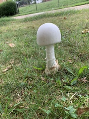 Amanita polypyramis