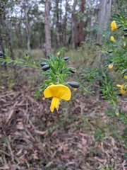 Gompholobium latifolium
