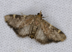 Hypsopygia
