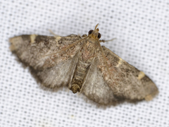 Hypsopygia