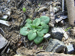 Pterostylis dolichochila
