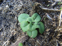 Pterostylis dolichochila