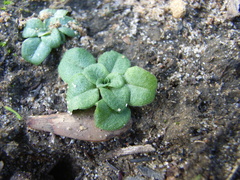 Pterostylis dolichochila