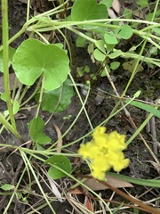 Nymphoides exiliflora