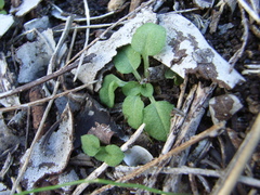 Pterostylis dolichochila