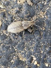 Naupactus