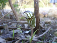 Pterostylis dolichochila