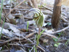Pterostylis dolichochila