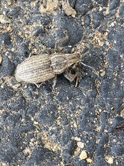Naupactus