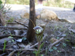 Pterostylis dolichochila