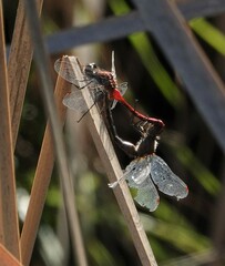 Sympetrum obtrusum