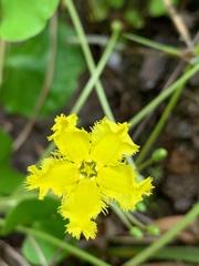Nymphoides exiliflora