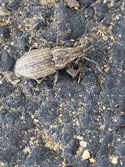 Naupactus