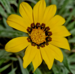 Gazania rigens