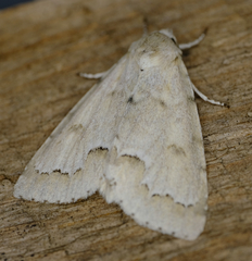 Acronicta innotata