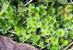 Rosulabryum