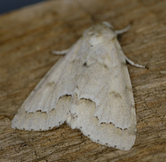 Acronicta innotata