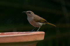 Lichmera indistincta