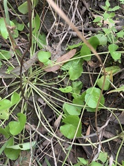 Nymphoides exiliflora