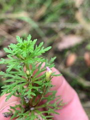 Limnophila brownii