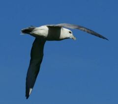 Fulmarus glacialis