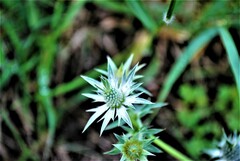Eryngium heterophyllum