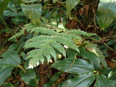 Blotiella