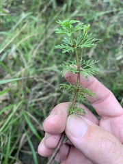 Limnophila brownii