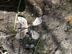 Syssphinx albolineata