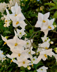 Solanum laxum