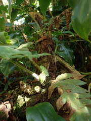 Blotiella