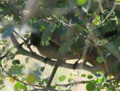 Pycnonotus barbatus tricolor