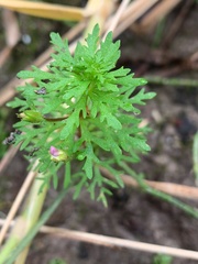 Limnophila brownii