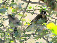 Pycnonotus barbatus tricolor
