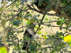 Pycnonotus barbatus tricolor