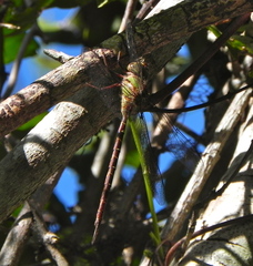 Triacanthagyna trifida